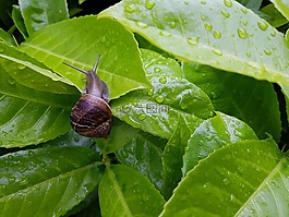 蝸牛,綠色,花園