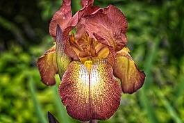 花,鳶尾花,虹膜