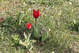 草地,花,郁金香