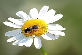 花,開花,昆蟲
