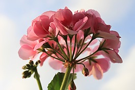 天竺葵,花卉,宏