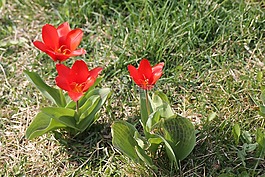 草地,鮮花,郁金香
