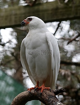鷹,自然,鳥