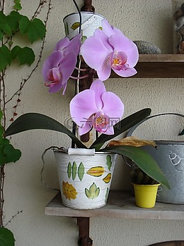 蘭花,花卉,植物