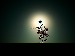 太阳,花,背光