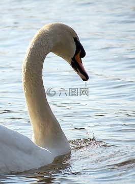 野生動物,自然,鳥