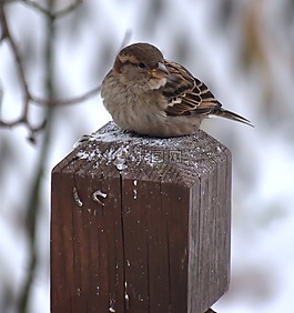 鳥,野生動物,自然