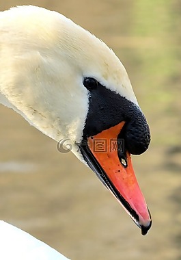 野生動物,自然,鳥
