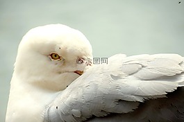 野生動物,自然,鳥