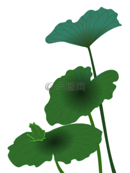 蓮花,青蛙,綠色