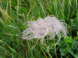 花,銀蓮花,性質(zhì)