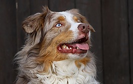 odin,男性,澳大利亞牧羊犬