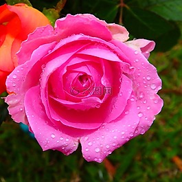 玫瑰,粉紅色,花