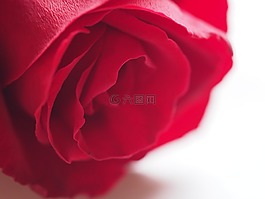 玫瑰,花,花瓣