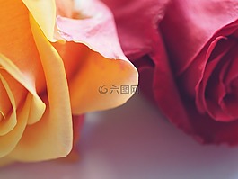玫瑰,花,花瓣