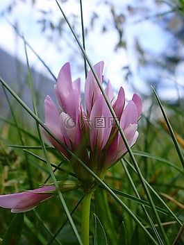 花,草,普拉托
