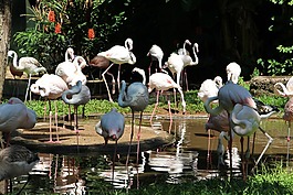 火烈鳥(niǎo),湖,性質(zhì)