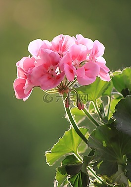 天竺葵,花卉,宏