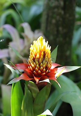 植物,植物區(qū)系,花園