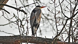 蒼鷺,冰柱,鳥