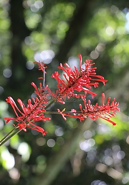 植物,红色,植物区系