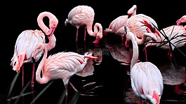 粉紅色的火烈鳥,鳥,鋼筆