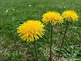 蒲公英,開花,植物