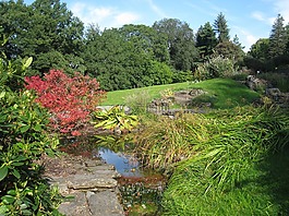 挪威,植物園,葉子
