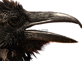 烏鴉,png,頭