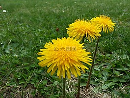 蒲公英,開(kāi)花,植物