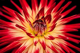 花,盛開,紅色