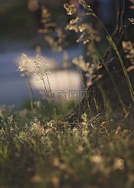 性質(zhì),草,春
