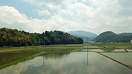 水稻,字段,日本