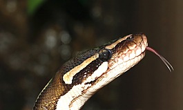 蛇,球 python,python 麗君