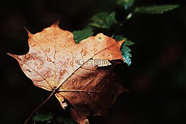 楓葉,濕,雨