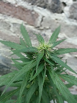 大麻,芽,雜草