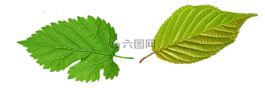 工作表,綠黨,葉子
