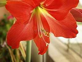 百合,花,宏