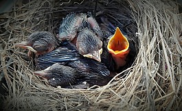 鳥(niǎo),指甲,動(dòng)物