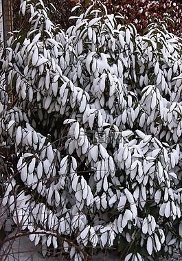 冬天,雪,灌木