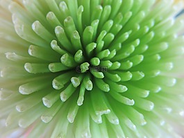 花瓣,開花,花