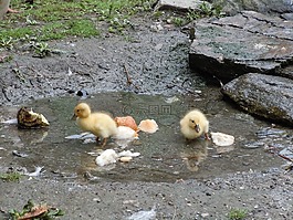 鴨,男孩,夏季