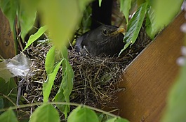 黑鳥,鳥,鳥巢