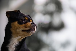 狗,寵物,動物