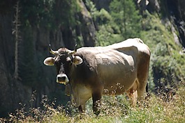 牛,性質(zhì),牧場(chǎng)