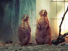 貓鼬,動物,動物園