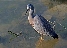 白色面蒼鷺,鳥,野生
