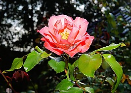 玫瑰,開(kāi)花,玫瑰綻放