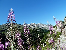 紫,鮮花,天空