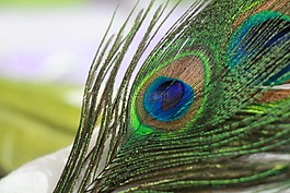 孔雀,羽毛,鳥